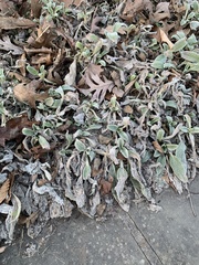 Stachys byzantina