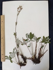 Potentilla pulcherrima