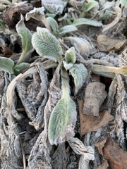 Stachys byzantina