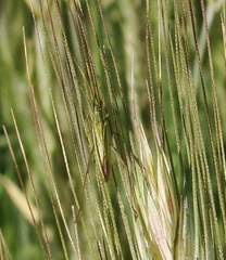 Megaloceroea recticornis