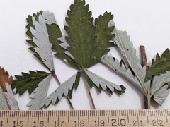 Potentilla pulcherrima