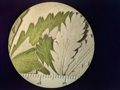 Potentilla pulcherrima