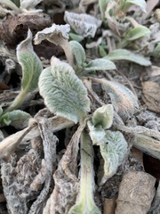 Stachys byzantina
