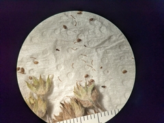 Potentilla pulcherrima