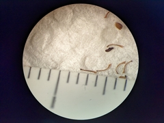 Potentilla pulcherrima