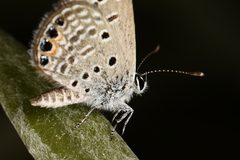 Freyeria trochylus