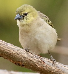 Ploceus melanocephalus