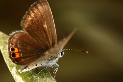 Freyeria trochylus