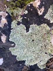 Squamarina cartilaginea