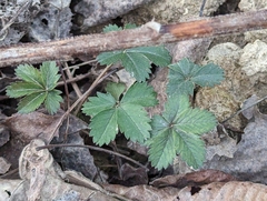 Potentilla simplex