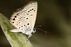 Freyeria trochylus