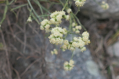 Baccharis articulata