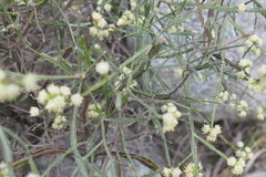 Baccharis articulata