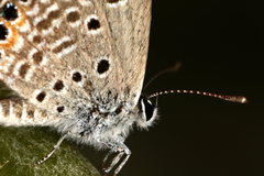 Freyeria trochylus