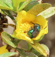 Xylocopa bombylans