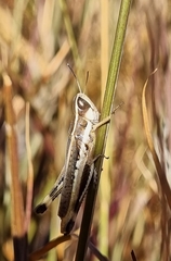 Macrotona securiformis