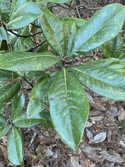 Magnolia grandiflora