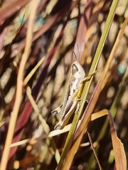 Macrotona securiformis