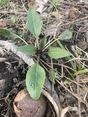 Hesperis matronalis