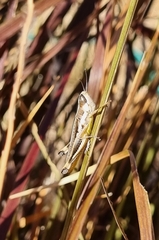 Macrotona securiformis