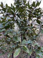 Magnolia grandiflora