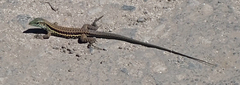 Ameiva tobagana