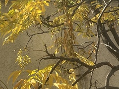 Aves