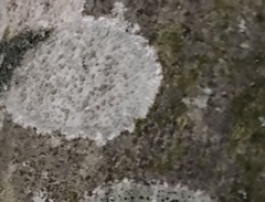 Lecanora carpinea