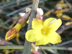 Jasminum nudiflorum