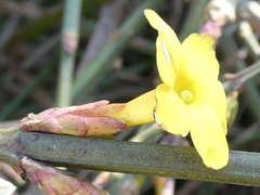 Jasminum nudiflorum