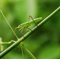 Megaloceroea recticornis