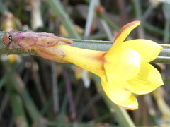 Jasminum nudiflorum