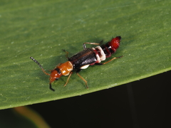 Carphurus fasciculatus