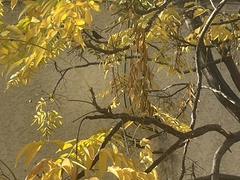 Aves