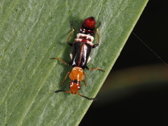 Carphurus fasciculatus