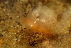 Tritonicula myrakeenae