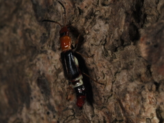 Carphurus fasciculatus