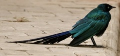 Lamprotornis caudatus