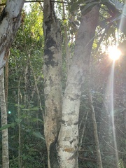 Drypetes diversifolia