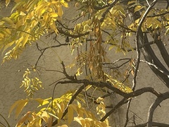 Aves
