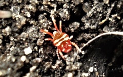 Platytrombidium