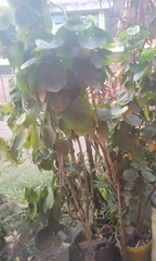 Polyscias scutellaria