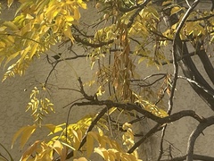 Aves