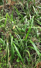 Dianella tasmanica