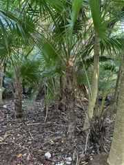 Thrinax radiata
