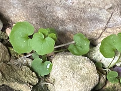 Cardamine rotundifolia