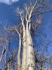 Ulmus pumila