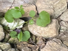 Cardamine rotundifolia
