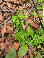 Anthriscus caucalis