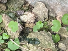 Cardamine rotundifolia